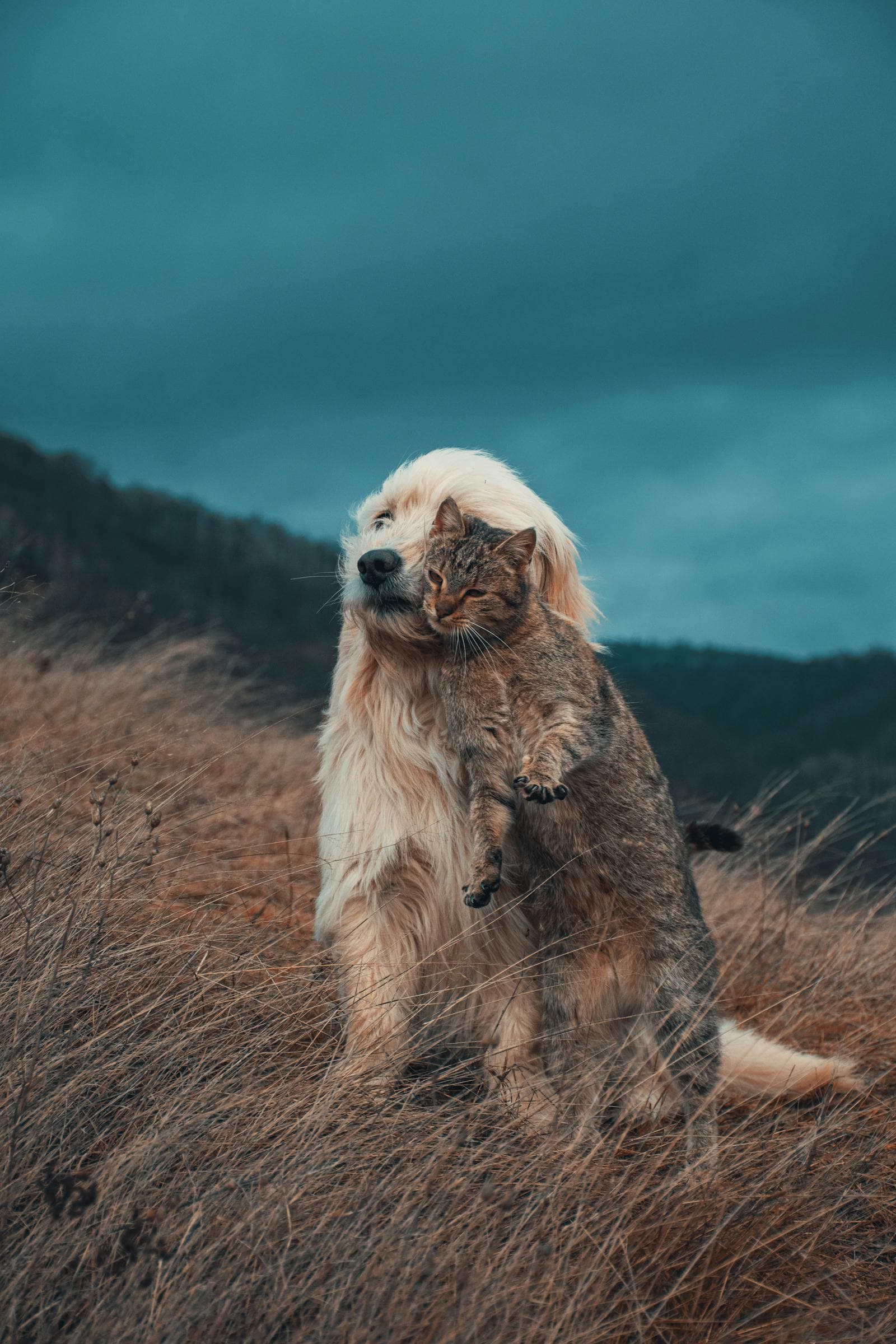 A calm dog and cat together in warm meadow light